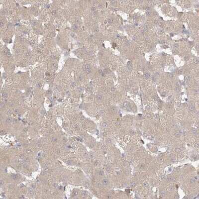 Immunohistochemistry-Paraffin: VSIG1 Antibody [NBP1-81074]