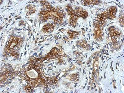 Immunohistochemistry-Paraffin: VSIG1 Antibody [NBP2-20883]