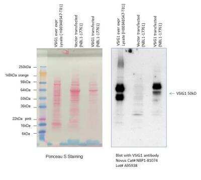 Western Blot: VSIG1 Antibody [NBP1-81074]