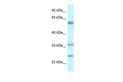 Western Blot: VSIG10 Antibody [NBP2-86058]