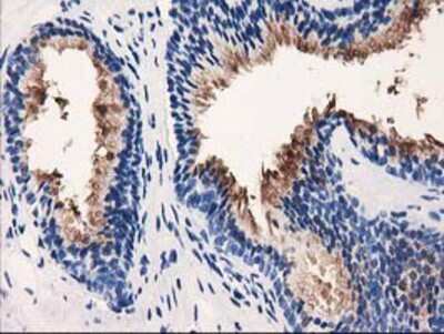 Immunohistochemistry-Paraffin: VSIG2 Antibody (OTI2D8) [NBP2-03376]