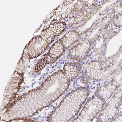 Immunohistochemistry: VSIG2 Antibody [NBP2-48955]