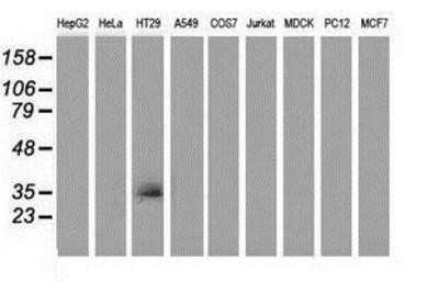 Western Blot: VSIG2 Antibody (OTI2D8)Azide and BSA Free [NBP2-74858]