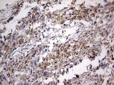Immunohistochemistry: VSIG3/IGSF11 Antibody (OTI2H1) - Azide and BSA Free [NBP2-74861]