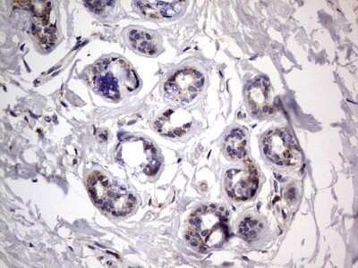 Immunohistochemistry: VSIG3/IGSF11 Antibody (OTI2H1) - Azide and BSA Free [NBP2-74861]