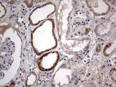 Immunohistochemistry: VSIG3/IGSF11 Antibody (OTI2H1) - Azide and BSA Free [NBP2-74861]