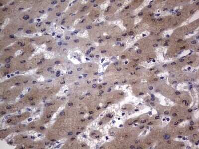 Immunohistochemistry: VSIG3/IGSF11 Antibody (OTI2H1) - Azide and BSA Free [NBP2-74861]