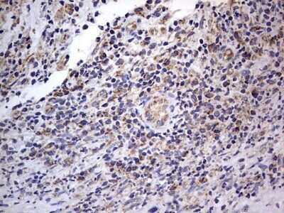 Immunohistochemistry: VSIG3/IGSF11 Antibody (OTI2H1) - Azide and BSA Free [NBP2-74861]
