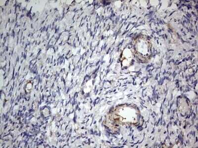 Immunohistochemistry: VSIG3/IGSF11 Antibody (OTI2H1) - Azide and BSA Free [NBP2-74861]