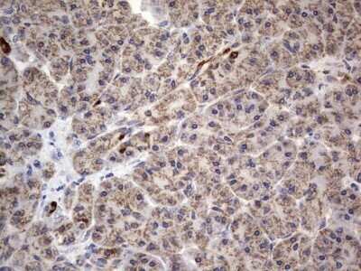 Immunohistochemistry: VSIG3/IGSF11 Antibody (OTI2H1) - Azide and BSA Free [NBP2-74861]