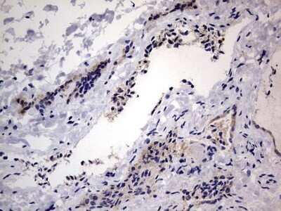 Immunohistochemistry: VSIG3/IGSF11 Antibody (OTI2H1) - Azide and BSA Free [NBP2-74861]