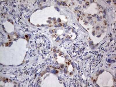 Immunohistochemistry: VSIG3/IGSF11 Antibody (OTI2H1) [NBP2-46046]