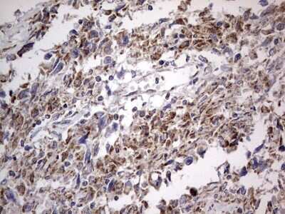 Immunohistochemistry: VSIG3/IGSF11 Antibody (OTI2H1) [NBP2-46046]