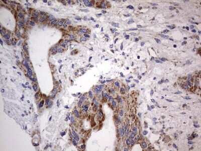 Immunohistochemistry: VSIG3/IGSF11 Antibody (OTI2H1) [NBP2-46046]