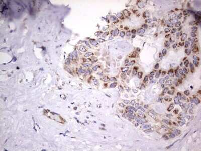 Immunohistochemistry: VSIG3/IGSF11 Antibody (OTI2H1) [NBP2-46046]