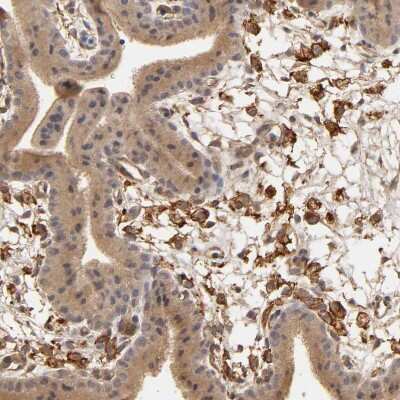 Immunohistochemistry-Paraffin: VSIG4 Antibody [NBP1-86843]