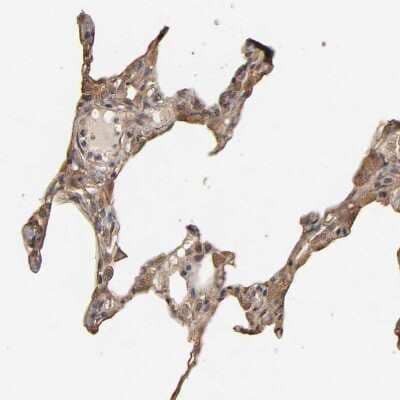 Immunohistochemistry-Paraffin: VSIG4 Antibody [NBP1-86843]