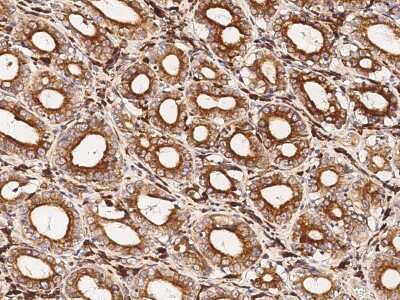 Immunohistochemistry-Paraffin: VSIG4 Antibody [NBP2-99947]