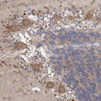 Immunohistochemistry-Paraffin: VSIG8 Antibody [NBP1-86415]