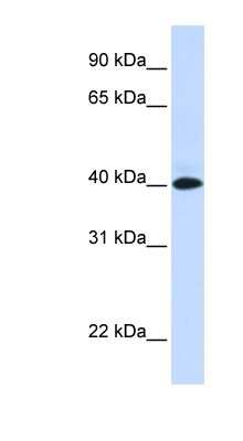 Western Blot: VSIG8 Antibody [NBP1-70742]