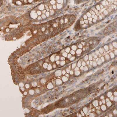 Immunohistochemistry-Paraffin: VSTM2A Antibody [NBP1-81113]