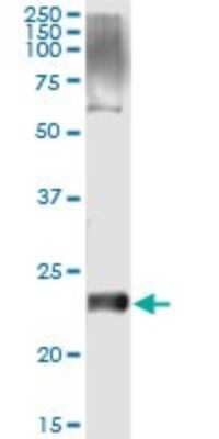 Immunoprecipitation: VSTM2L Antibody (1A8) [H00128434-M02]