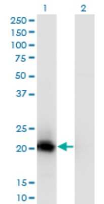 Western Blot: VSTM2L Antibody (1A8) [H00128434-M02]