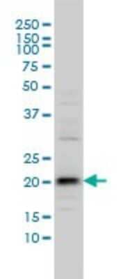 Western Blot: VSTM2L Antibody (3B9) [H00128434-M01]