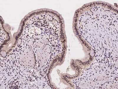 Immunohistochemistry-Paraffin: VSTM2L Antibody [NBP2-97976]