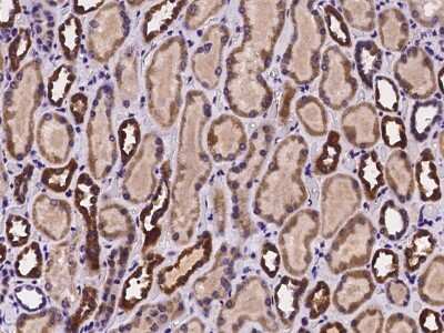 Immunohistochemistry-Paraffin: VSTM2L Antibody [NBP2-97976]