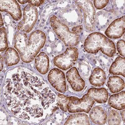 Immunohistochemistry-Paraffin: VSTM5 Antibody [NBP2-68809]