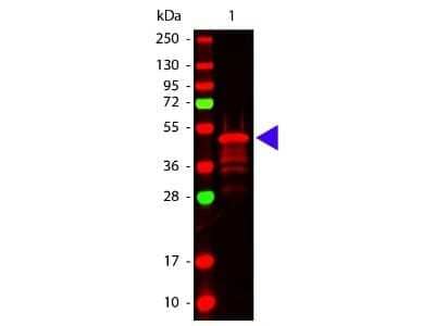 Western Blot: VSV-G Epitope Tag Antibody [NBP2-95261]