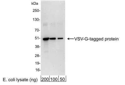 Western Blot: VSV-G Epitope Tag AntibodyBSA Free [NB100-2484]