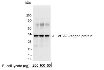 Western Blot: VSV-G Epitope Tag AntibodyBSA Free [NB100-2485]