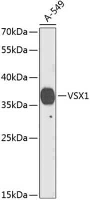 Western Blot: VSX1 AntibodyBSA Free [NBP3-05676]