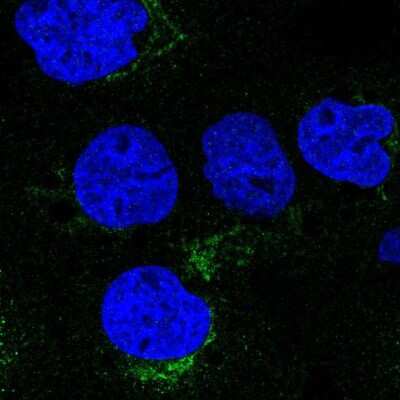 Immunocytochemistry/ Immunofluorescence: VTI1A Antibody [NBP2-30952]