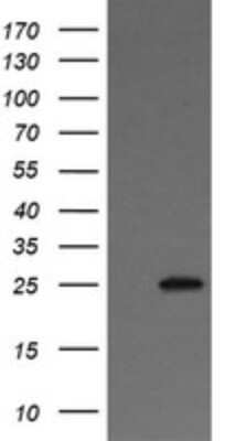 Western Blot: VTI1A Antibody (OTI1F4)Azide and BSA Free [NBP2-74862]