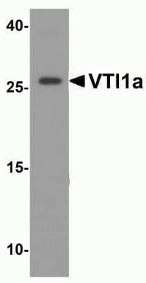 Western Blot: VTI1A AntibodyBSA Free [NBP2-81876]