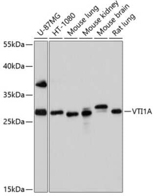 Western Blot: VTI1A AntibodyBSA Free [NBP2-93359]