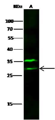 Western Blot: VTI1B Antibody [NBP2-96993]