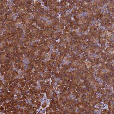 Immunohistochemistry: VWA3A Antibody [NBP1-93775]