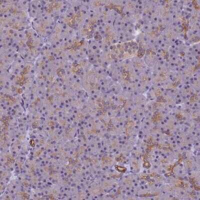 Immunohistochemistry-Paraffin: VWA3A Antibody [NBP1-93776]