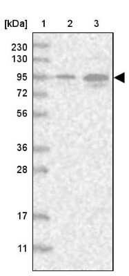 Western Blot: VWA3B Antibody [NBP2-38320]