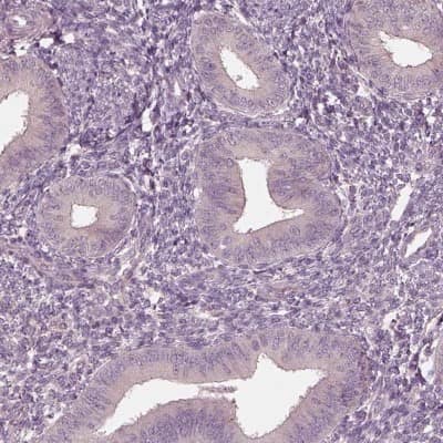 Immunohistochemistry-Paraffin: VWA5B1 Antibody [NBP2-57637]