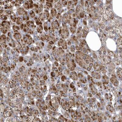 Immunohistochemistry: VWA5B2 Antibody [NBP2-38334]