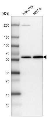 Western Blot: VWA9 Antibody [NBP1-90524]