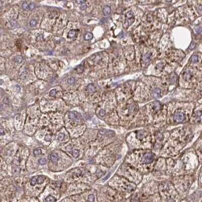 Immunohistochemistry-Paraffin: Brorin/VWC2 Antibody [NBP2-33745]