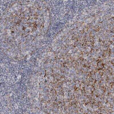 Immunohistochemistry-Paraffin: Vang-like Protein 2/VANGL2 Antibody [NBP1-81428]