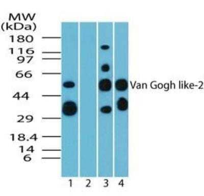 Western Blot: Vang-like Protein 2/VANGL2 Antibody [NBP2-24704]