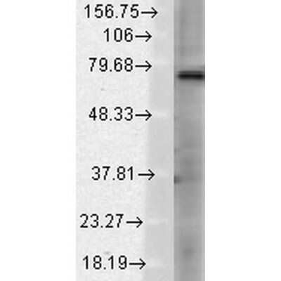 Western Blot: Vanilloid R-like 3/TRPV3 Antibody (N15/39) [NBP2-12918]